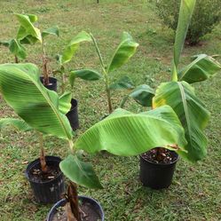 Plantain _ Platanos D3 Hacer Tostones _