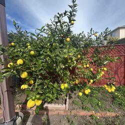 Fresh Lemons