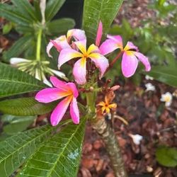 Premium Plumeria Cuttings – Grow Your Own Tropical Paradise!* 🌺 