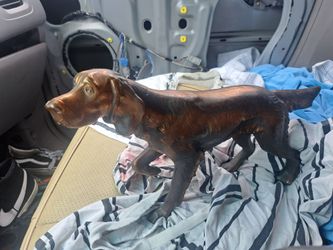 Médium dog  statue