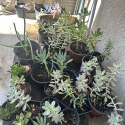 Plants $5 Each 
