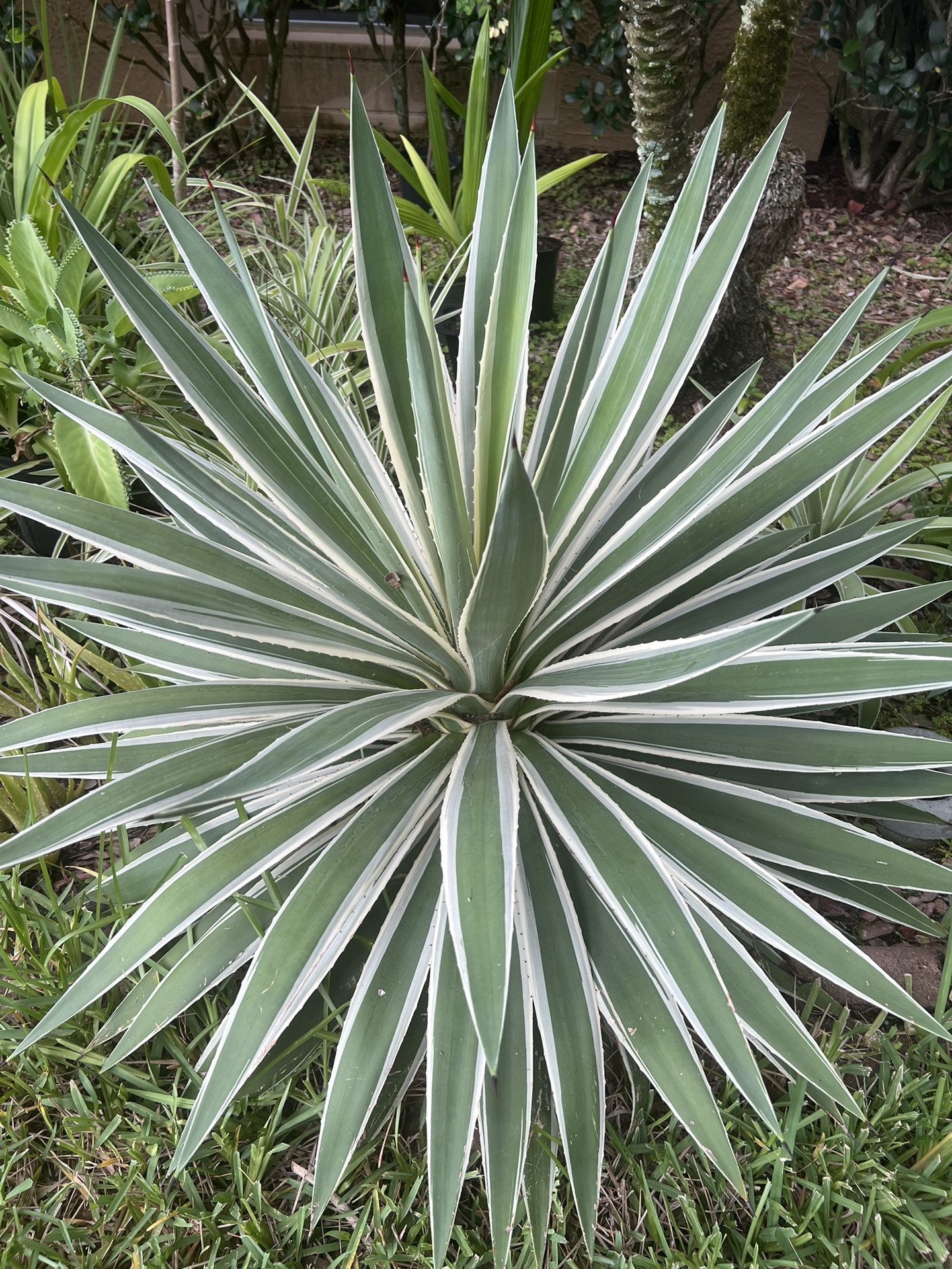 Big Agave angustifolia Marginata (Caribbean agave).