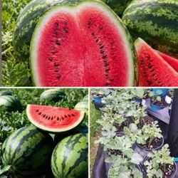 Watermelon Homegrown Plants 3-4 plants In Pot For $5