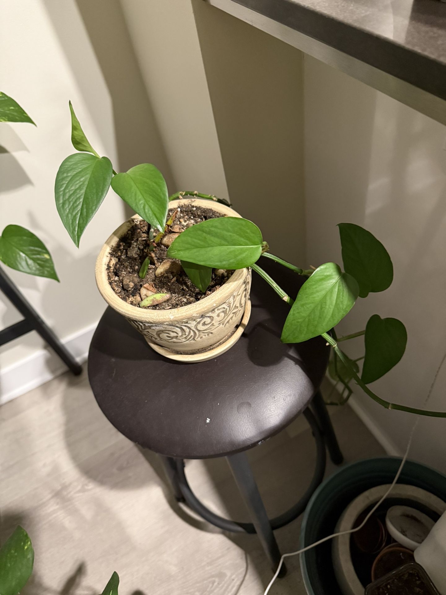 Trailing Pothos Plants โ $7 to $12 with Pot ๐ชด