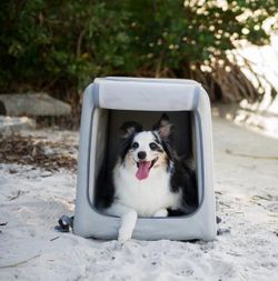 Diggs Enventur Small Dog Crate 27" L x 18" W x 20" H #1494N T6