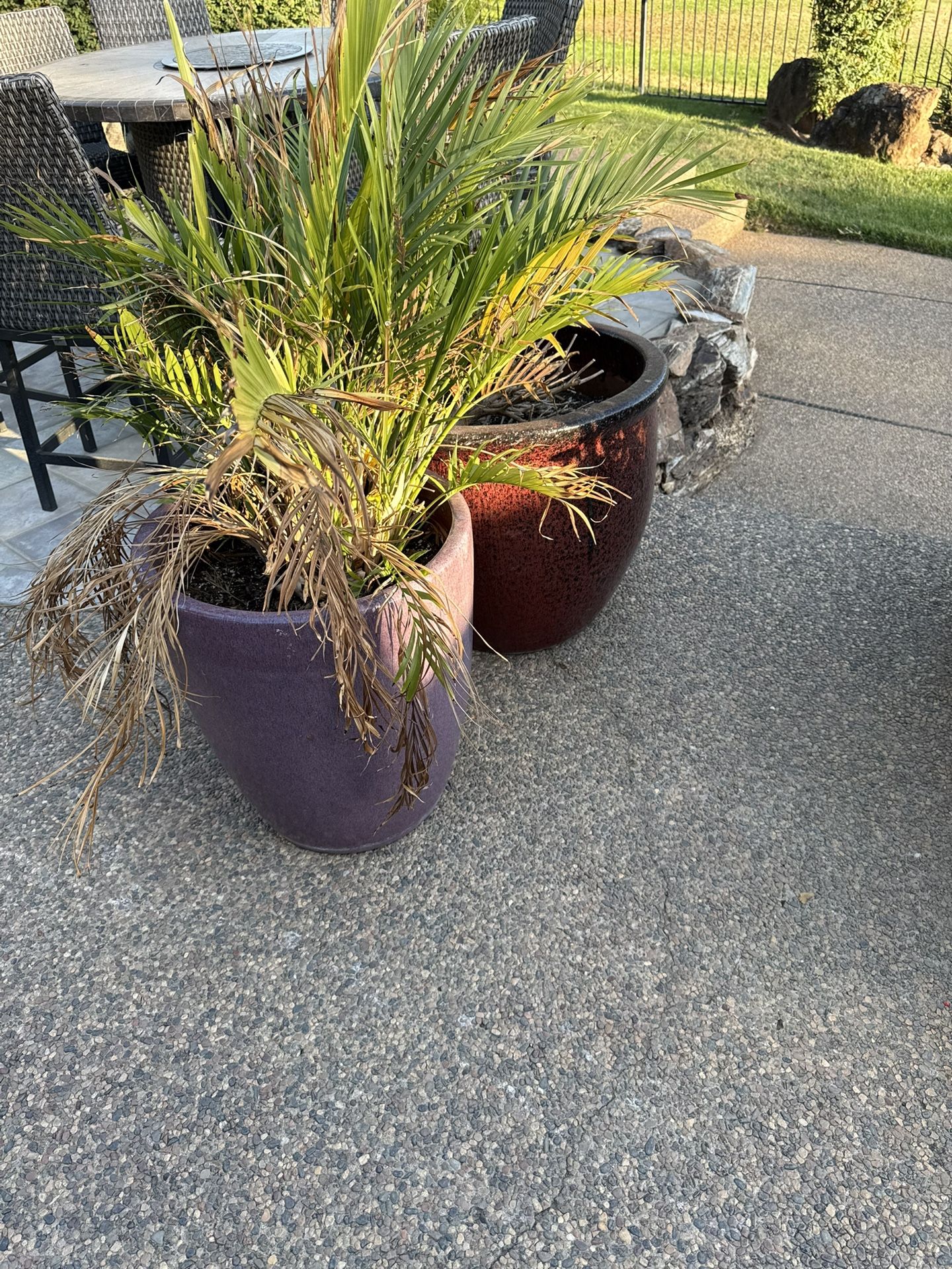 All Of These Pots & Plants For $200 OBO!!