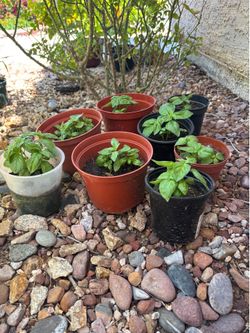 Live Healthy well rooted Basil Herbal Plant ;$5 each pot
