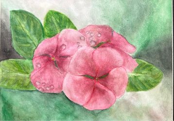 water color plumeria flower 🌸