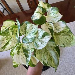 🦋💎Manjula Pothos 💎 🦋