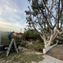 Poda De Árboles 🌲 🌳 🌴