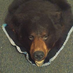 Black Bear Shoulder Mount