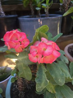 Crown Of Thorns, Blooming, 3 to 5 Gallon Pot