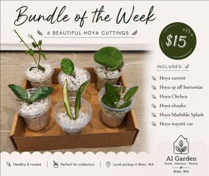Bundle of 6 Hoya Plant Cuttings