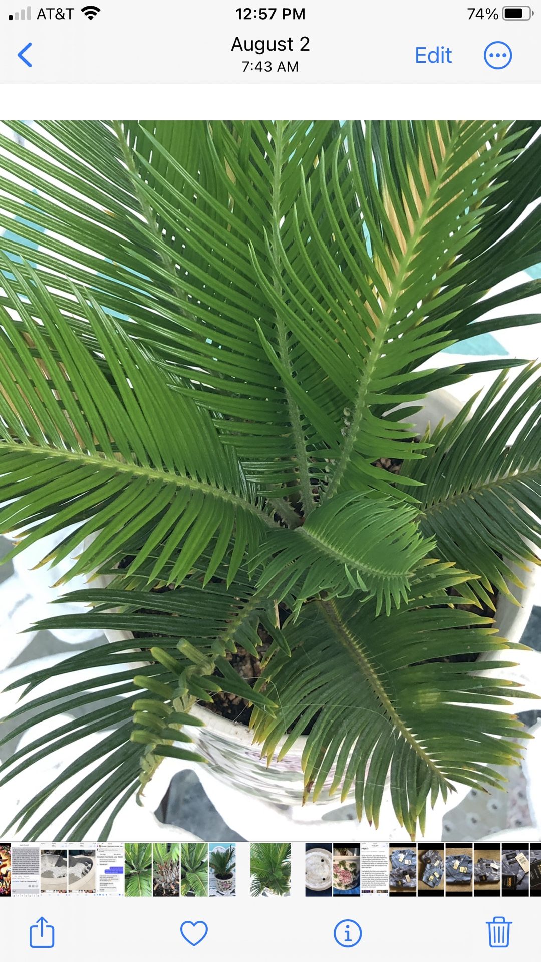 Small, Home Grown Sago In A Ceramic Pot