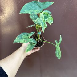 4” Syngonium Mojito