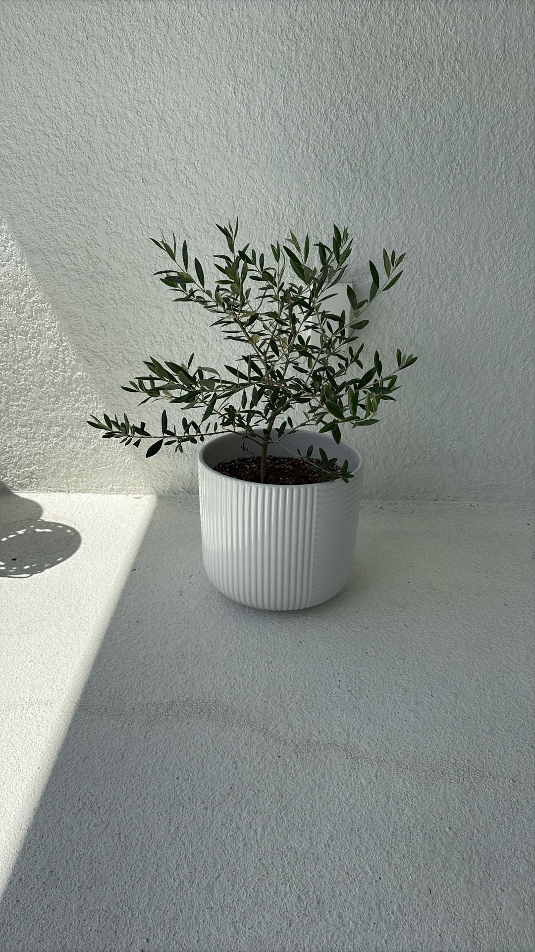 Olive Plant and Contemporary Planter
