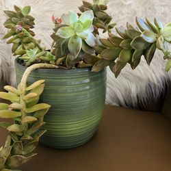 Succulent houseplant, trailing blueish green