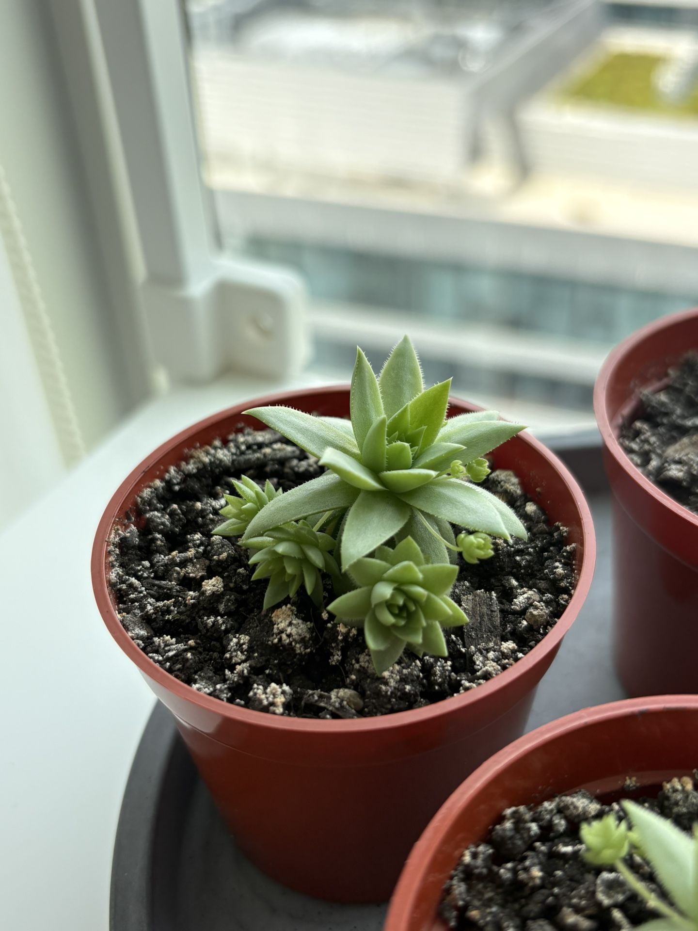 LiveForever succulents