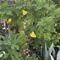 Tronadora O Tacoma Plant