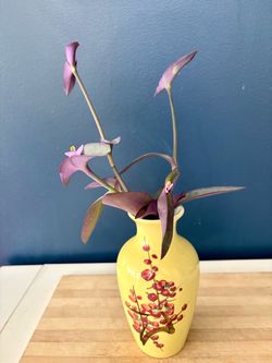 Rooted Purple Heart Plant (Tradescantia pallida)in Yellow Vase