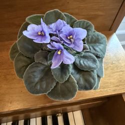 Blooming African Violet – Purple Flowers