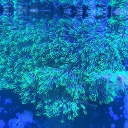 Green Star Polyp