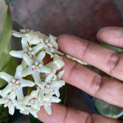 Hoya Liza Fragante 