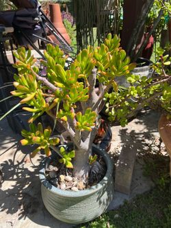 30yr old ogre ear Jade