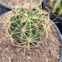 Barrel Cactus 