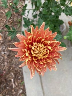Heirloom Chrysanthemum ‘Homecoming’ Corsage Football Mums Cut Flowers Perennial Plant in 4.75” Pot