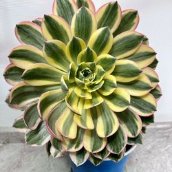 Variegated Aeonium Succulent Big Plant 🪴