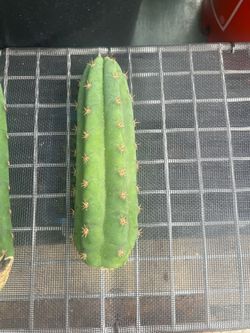 San Pedro Cuttings