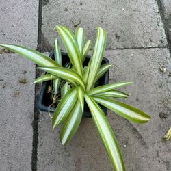 Spiderweb Plant
