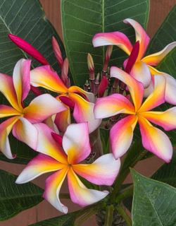 Multi-color plumeria