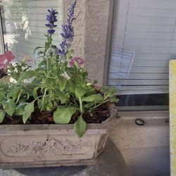 Bonsai Flower Plantr Plants