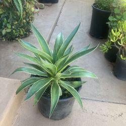 Escheveria lipstick 1gal 11W