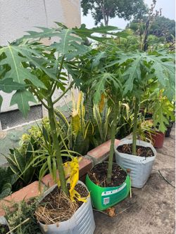 Dwarf papaya