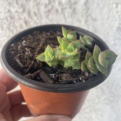 4 Inch Pot Succulent Plant - Crassula Perforata  Mini - Baby's Necklace - Stablished Plant - Drought Resistant - 🪴