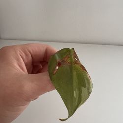 ALBO Heartleaf Philodendron Cutting
