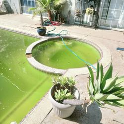 Pool Clean
