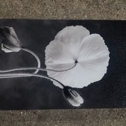 White Flower On Black Background Wall Painting 