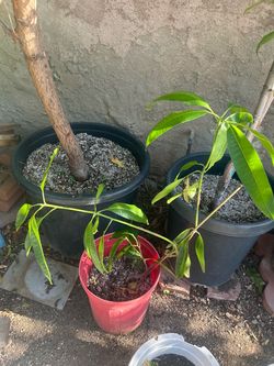 Arbol de mango