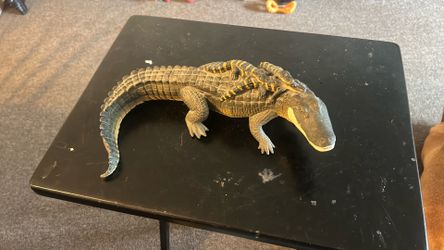 Alligator With 3 Babies Rubber Incredible Creatures Safari Ltd Toy Figure