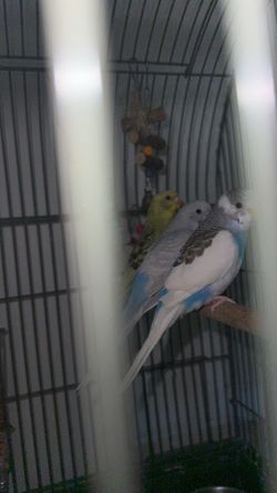 Small bird cage