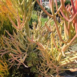 FIRESTICKS   IN   A   BLUE   CERAMIC  POT  WITH   MISCELLANEOUS  SUCCULENT   PLANTS   $ 60/   EACH  POT