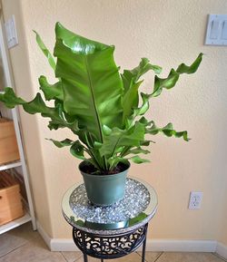 🐦🪹🌱Bird’s Nest Fern🌱🪹🐦