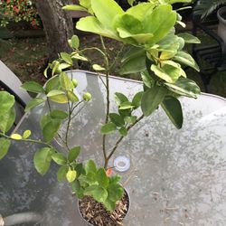 Thornless key lime Citrus Tree 