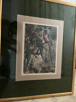 Framed Picture