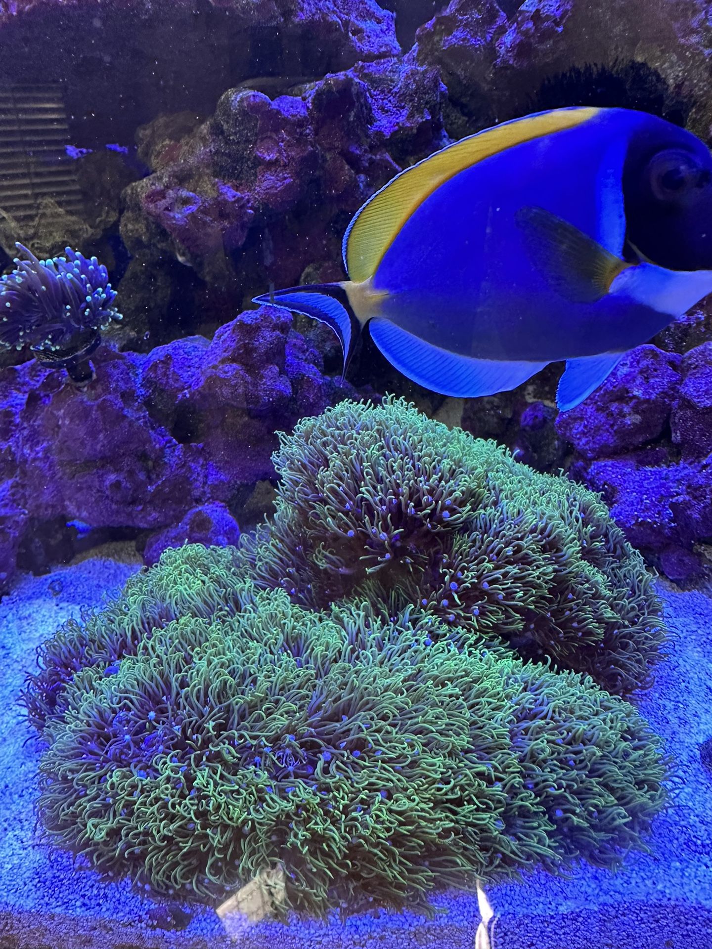 Fake GSP coral Frag Reef