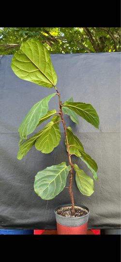 Fiddle leaf fig tree
